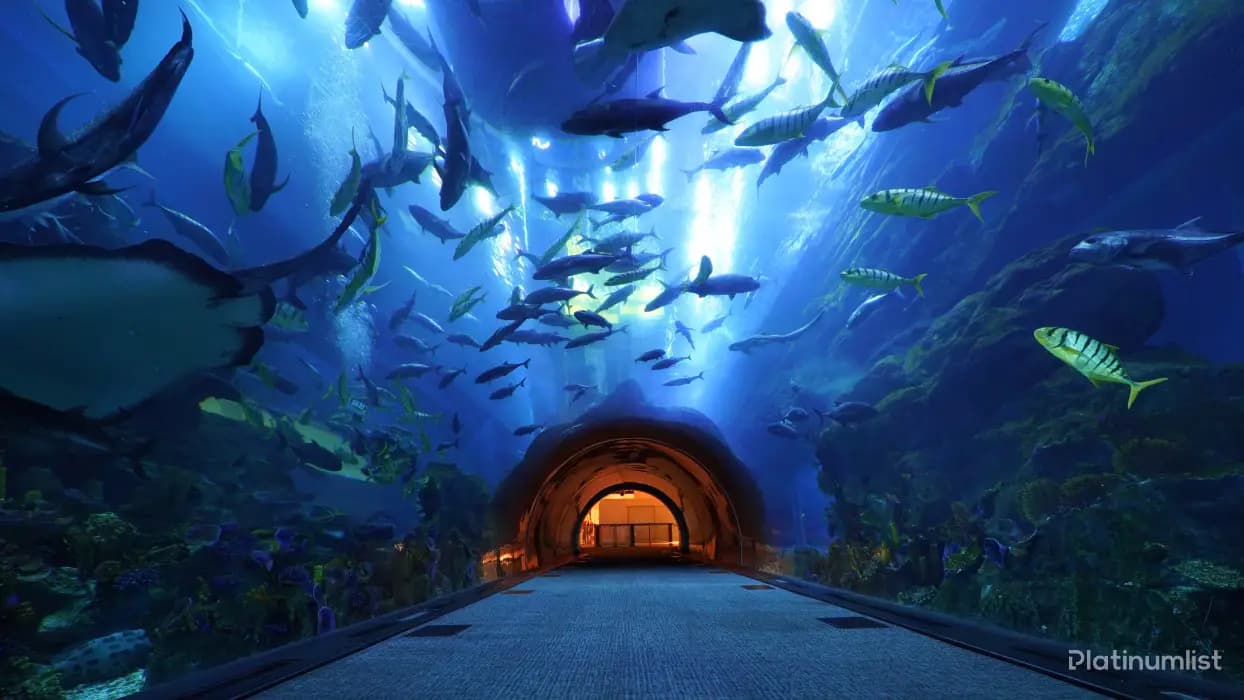 IMG Park + Dubai Aquarium – Combo - Image 4