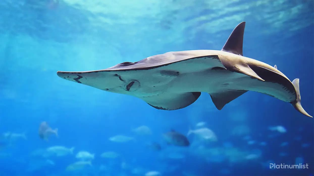 IMG Park + Dubai Aquarium – Combo - Image 6